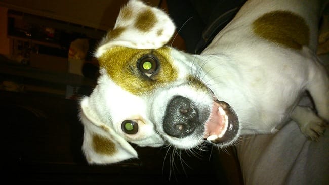 ma chienne et telle une jack russel 