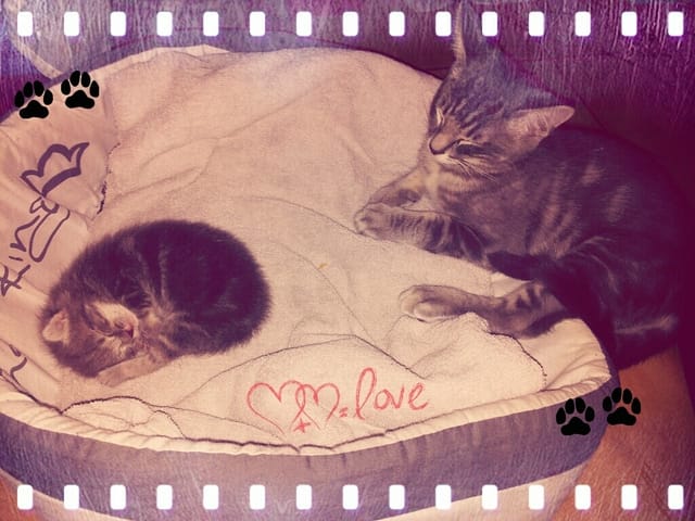 mon chaton de 3 mois s'entend pas avec notre petite rescapé de quelques  jours comment faiire ???