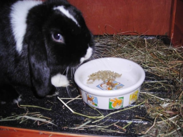 Repas de mon lapin