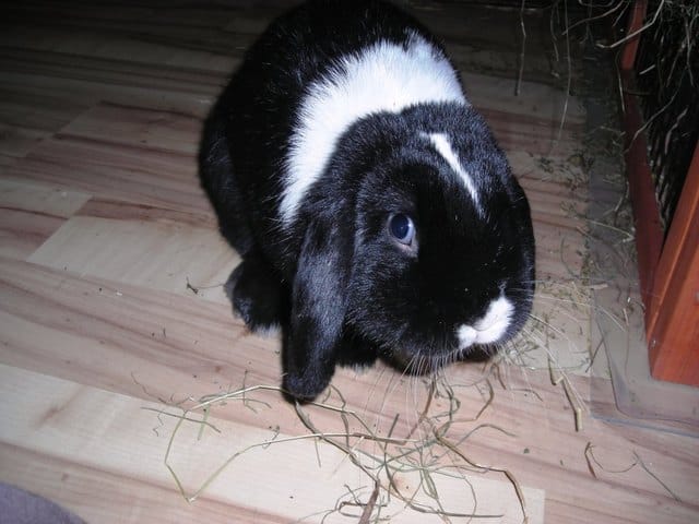 où avez vous adopté votre loulou ?