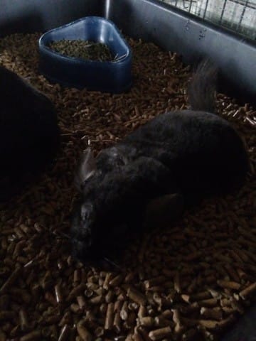 Mon chinchilla ne veux plus de lever