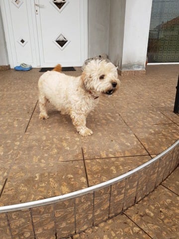Pourriez vous m'aider sur la race du père de mon futur chiot s'il vous plaît?