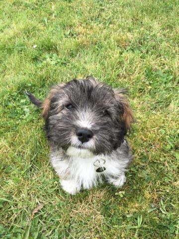 Les aventures de Pumba, croisé Westie roumain