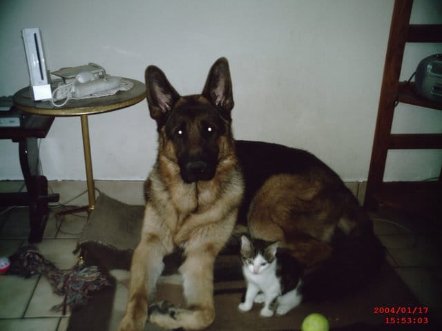 Duo en photos : vos animaux à 2