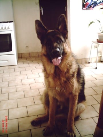 Mon chien Eloy ne lève plus la patte