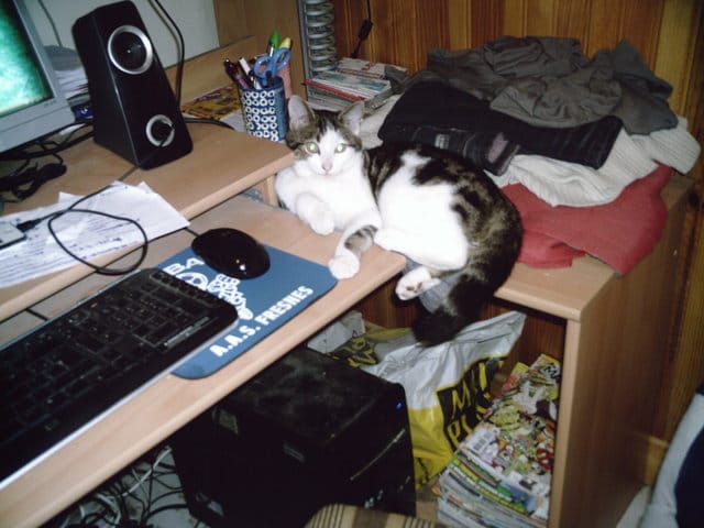 Rendez vous pris pour la castration de mon chat browny !