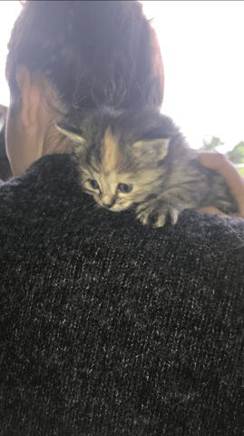 Pouvez vous m’aider à estimer l’age d’un chaton ?