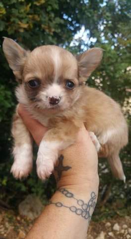 Mon chichi arrive dqns 3 semaines