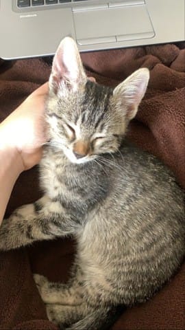 quelle race pour mon chat