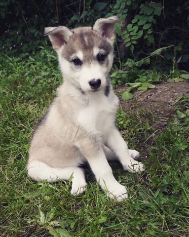 Robe Husky Sibérien