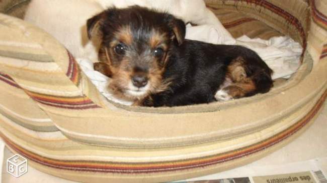 Quel papier imposer lors de l'adoption ?