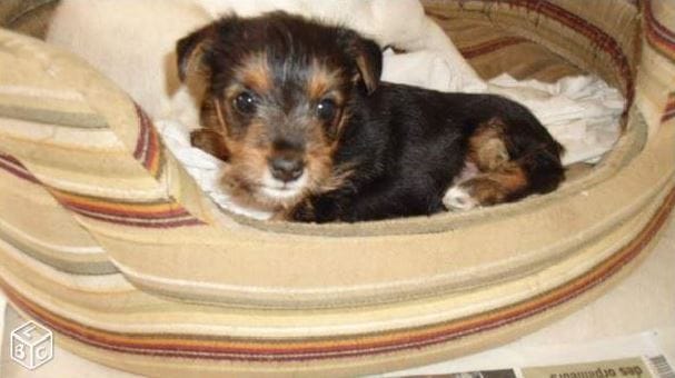 Lilou arrive dans 3 jours !!!