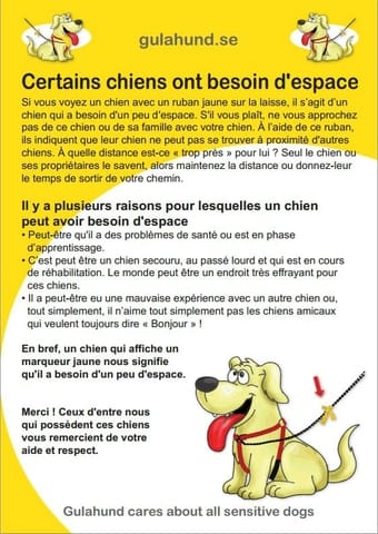 Chien au ruban jaune