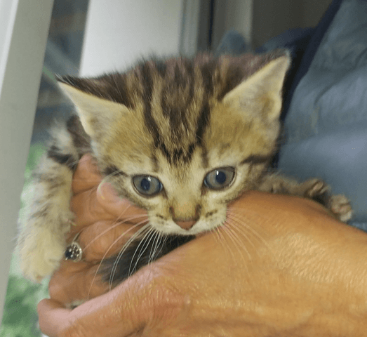 Dans 1 mois je vais acceuillir Poucette