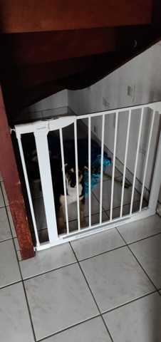 Solitude de notre chiot la journée