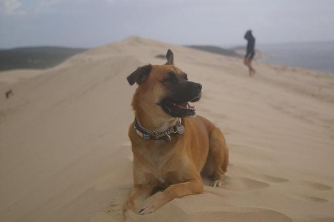 Chienne capricieuse en grève de la faim