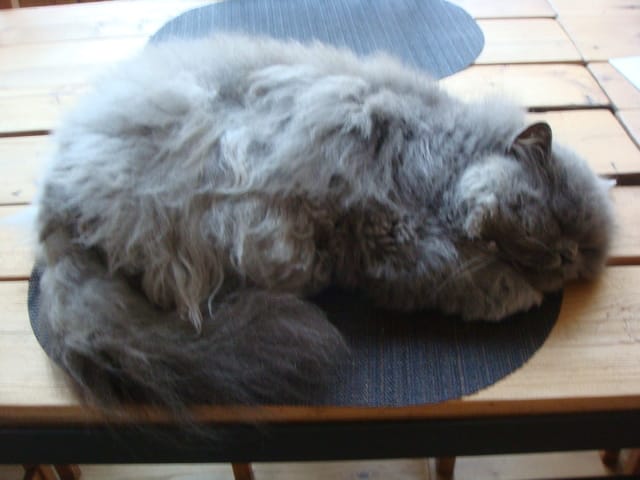 Léonard ne veut pas que je le brosse