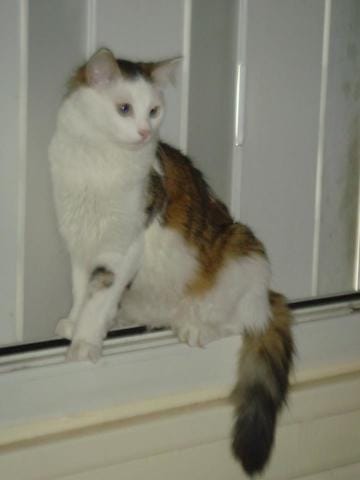Torbie? Quadricolore?