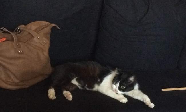 chat sauvage en maison: apprendre à aller dans la litière