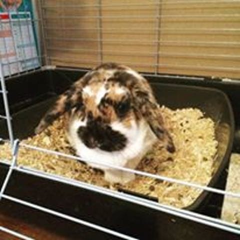 Lapine qui se met à gratter la nuit