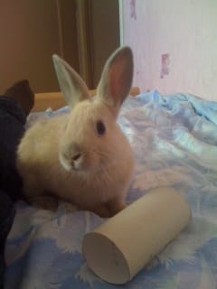 Mon lapin est en fait une lapine !