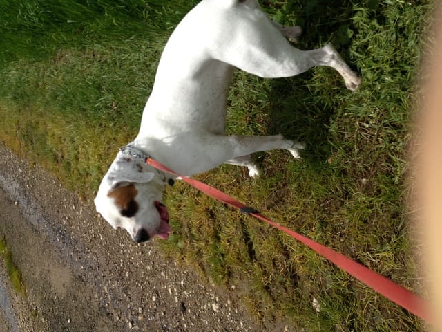 Croiser boxer porcelaine cherche une famille 