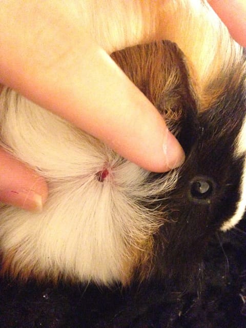 Cochon d'inde : Blessure ou maladie de peau