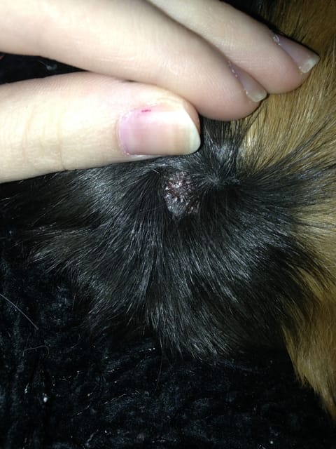 Blessure ou maladie de peau ?