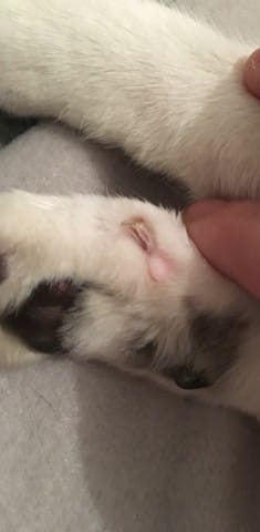 Mon chat est blessé au niveau de sa griffe