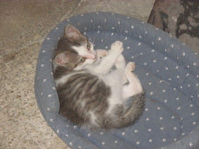 De quel race est frimousse ( ma chatte )