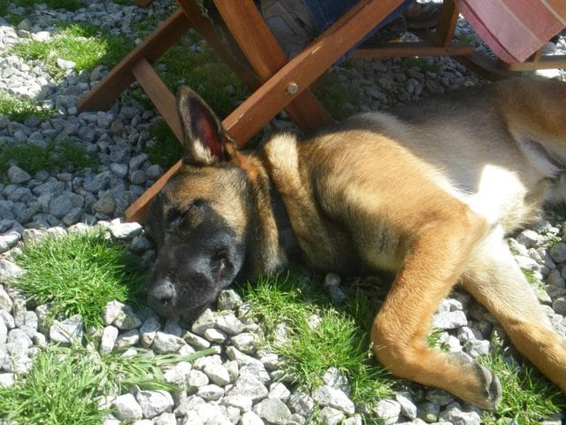 faire garder son chien