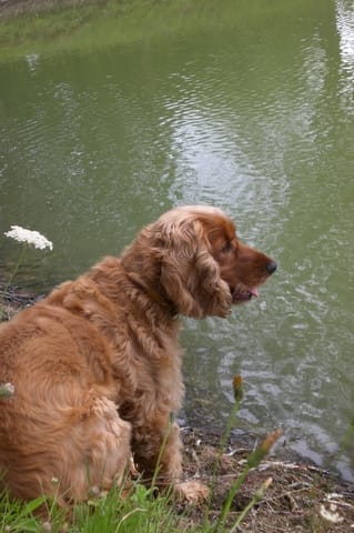 dog sitter pour un mois :-) 