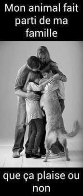 L'arrivée d'un bébé.... et réaction du chien !