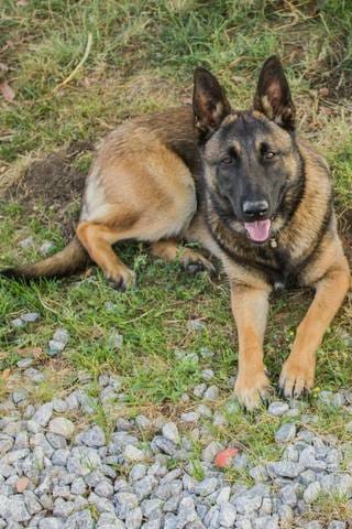 randonnée de plusieurs jours avec son toutou