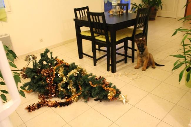 Un chien innocent !