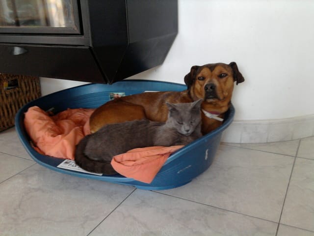 Amitié chiens/chats ?