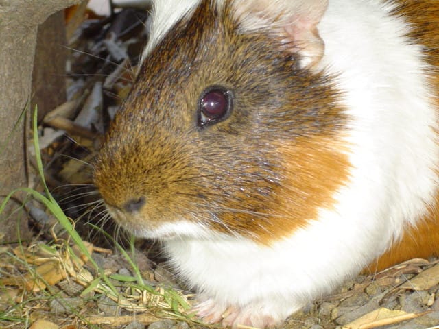 Nos animaux décédés =((