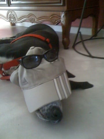 Vote concours HALLOWEEN