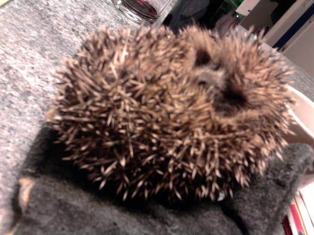 Trouvé hérisson !