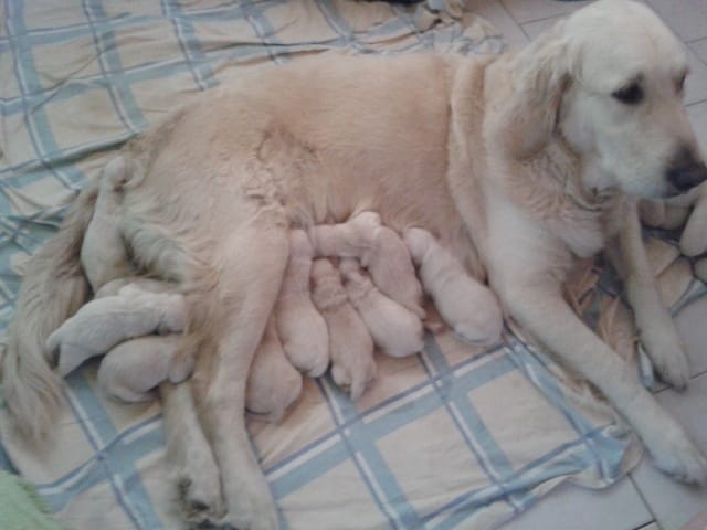 Portée de Golden retriever