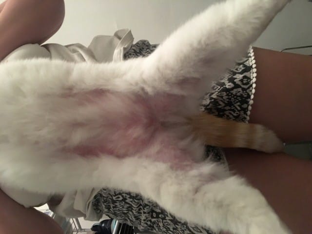 Chat qui ce ronge à sang..