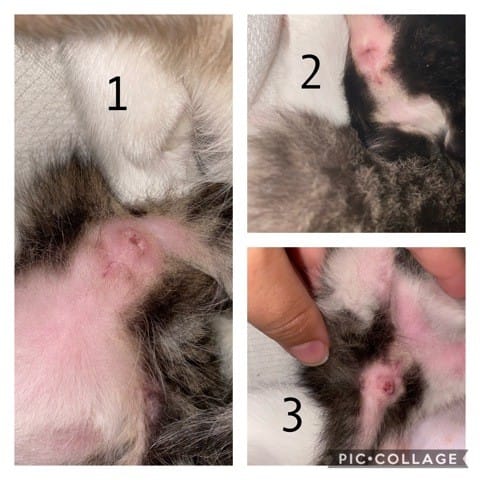 Mes chatons sont des mâle ou femelle ?