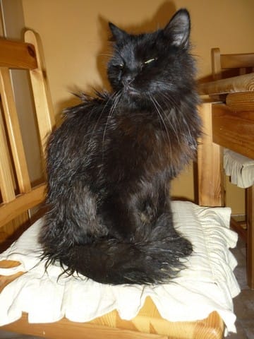 Trouvée chat en mauvais état 