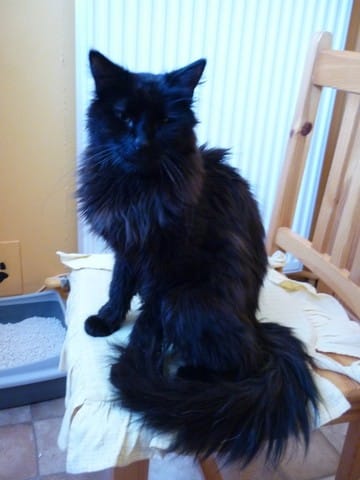 Ce chat est-il un Angora turc ?