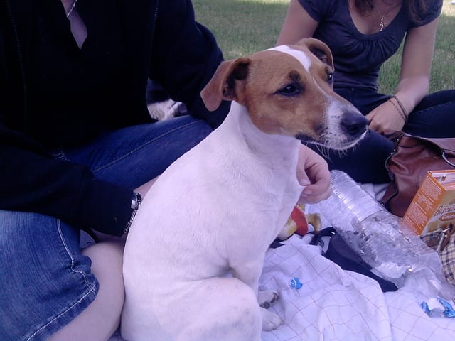 Pic-nic : Derniere photos !!