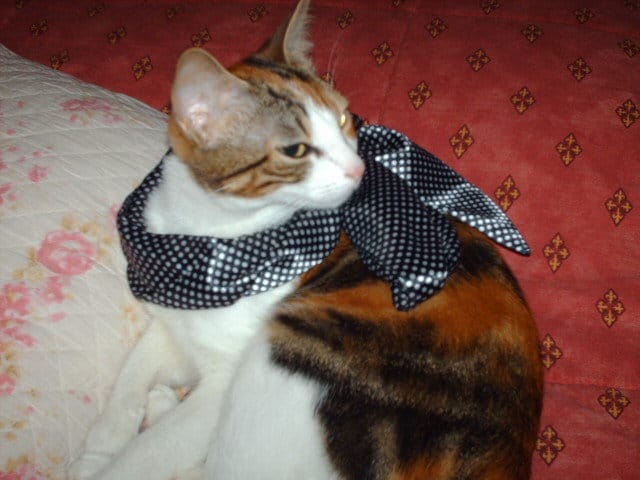 Pourquoi les chats claquent des dents ?