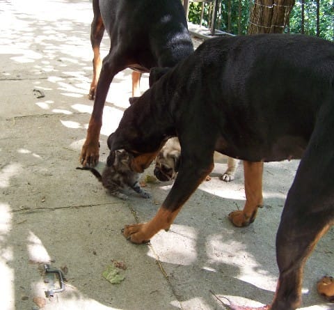 Un carlin dans une famille de dobermann ! (Va voir solebo hihi)