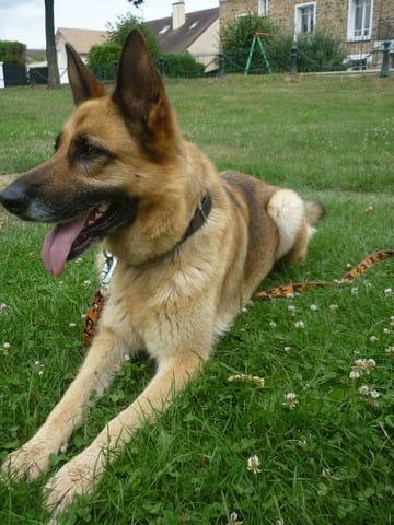 Bayka, des nouvelles :D