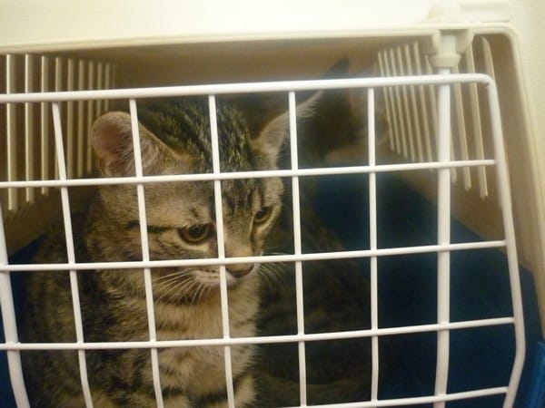 Depart pour l'adoption...