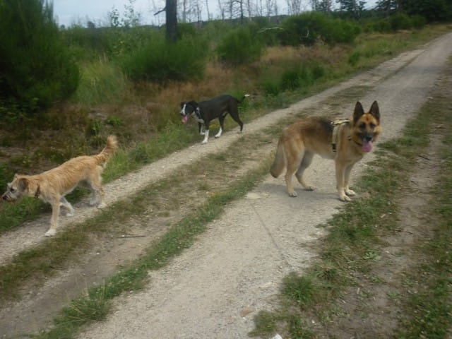 Bayka, la belle bergère !